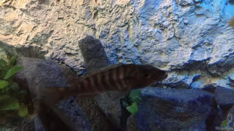 S. fryeri Dame von der Steirer (130)