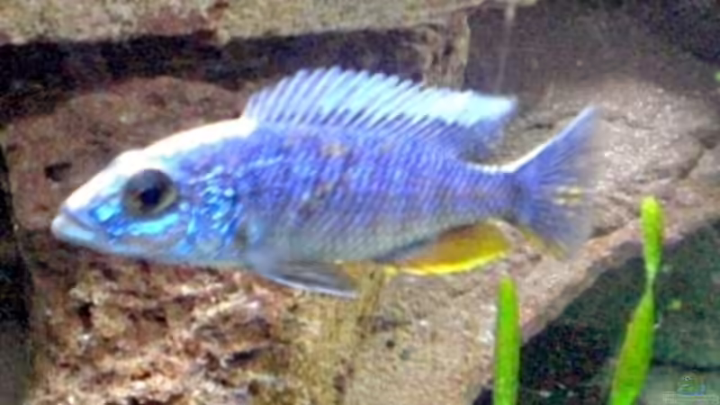 S. fryeri m von Schdäff (26)