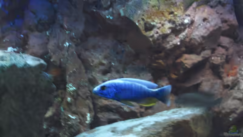 S. fryeri von The Duke of woods (42)