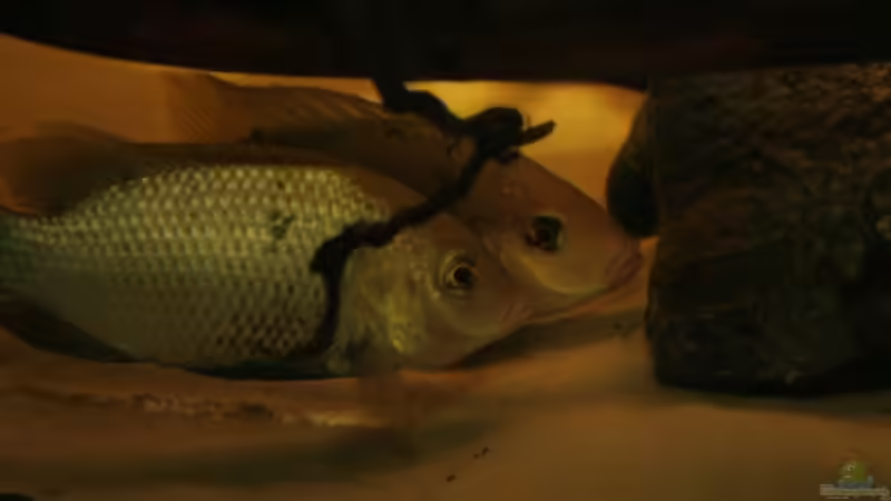 S. galilaeus multifasciatus am Balzen von Stanislav Kislyuk (12)