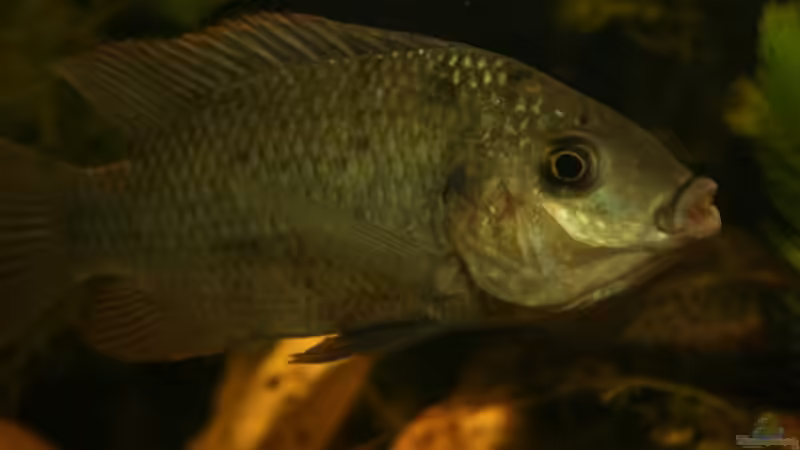 S. galilaeus multifasciatus von Stanislav Kislyuk (11)