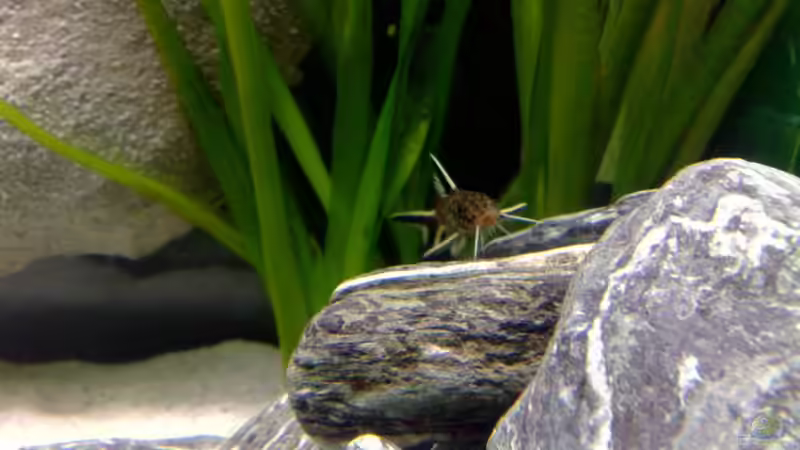 S. multipunctata - oder doch nicht??