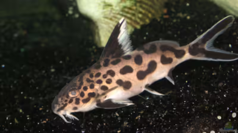 S. multipunctatus von Janita Webeler (11)