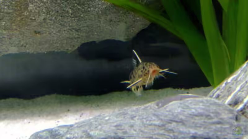 S. petricola von Chris_R. (32)