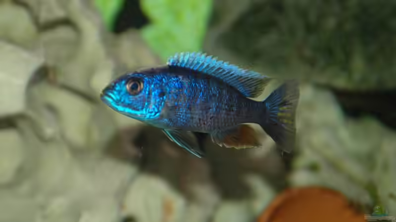 S.ahli Bock 9cm von Abdullah Özer (23)