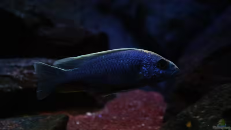 S.fryeri von Michael Reiz (71)