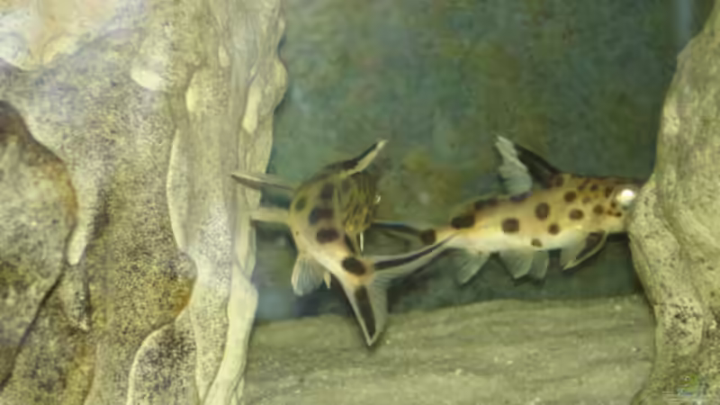 S.Multi.1.+ 2. beim spielen von exodus73 (5)