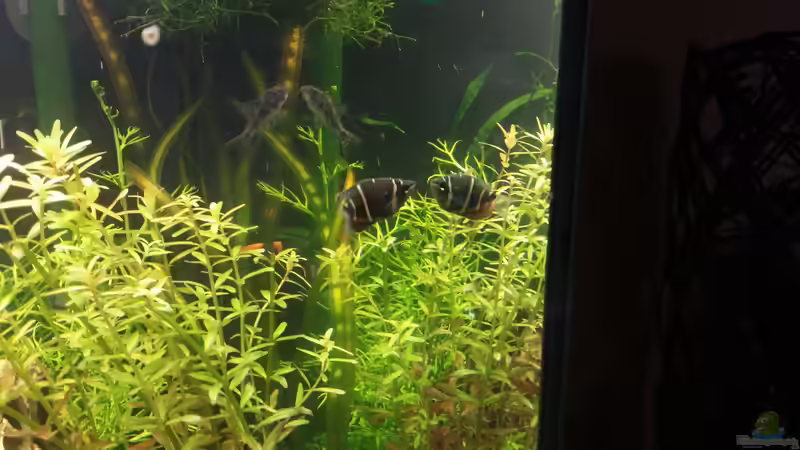 S.osphromenoides female von Anna-RS (26)