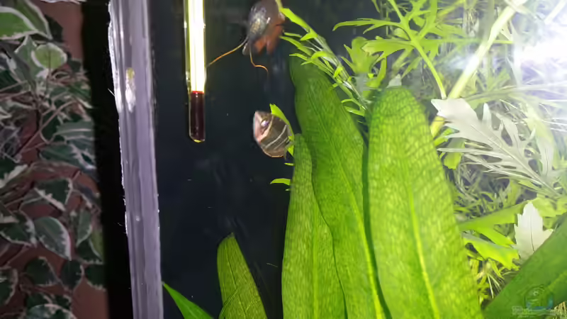 S.osphromenoides male von Anna-RS (27)