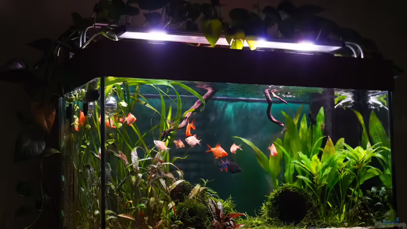 sa4p von djoser (10)