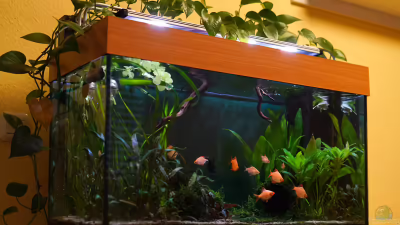 sa4p von djoser (12)