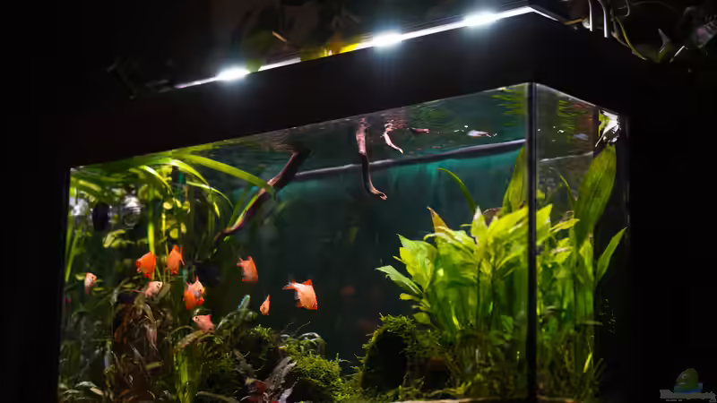 sa4p von djoser (13)