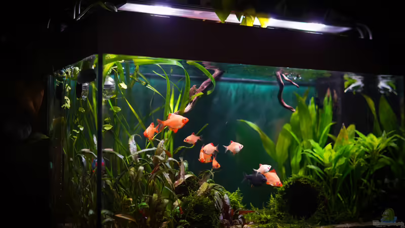 sa4p von djoser (14)