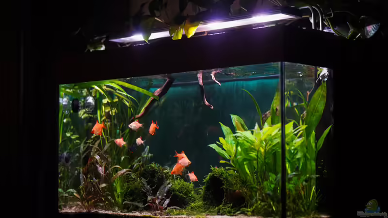 sa4p von djoser (15)