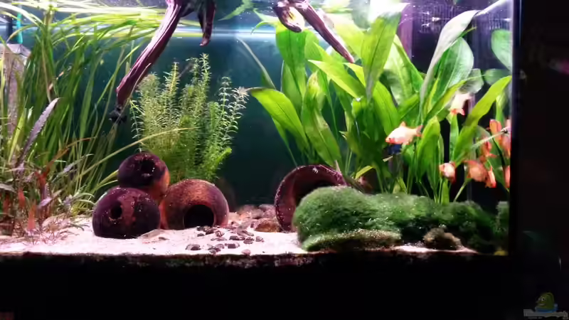 sa4p von djoser (18)