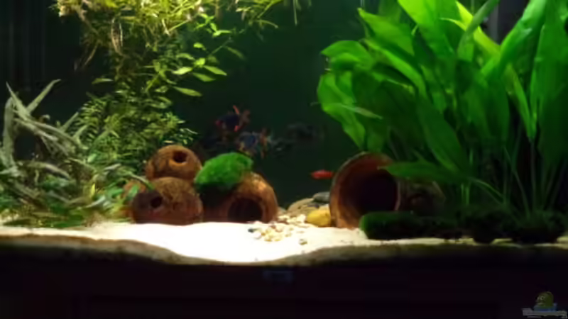 sa4p von djoser (22)