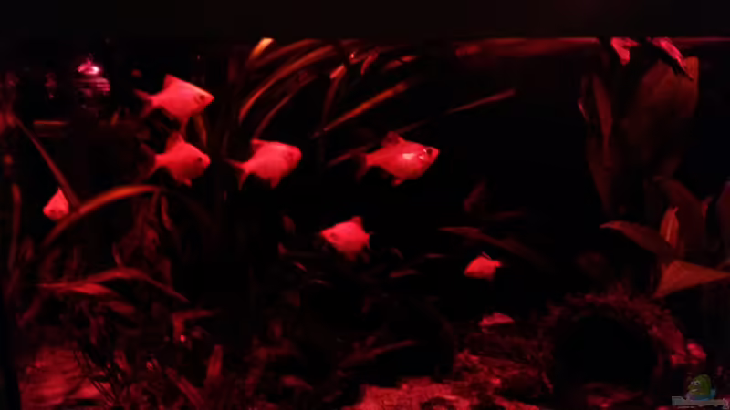 sa4p von djoser (23)