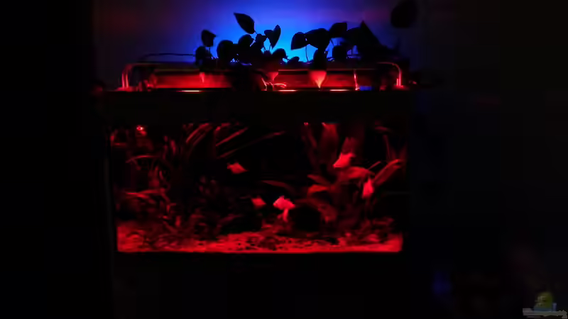 sa4p von djoser (24)