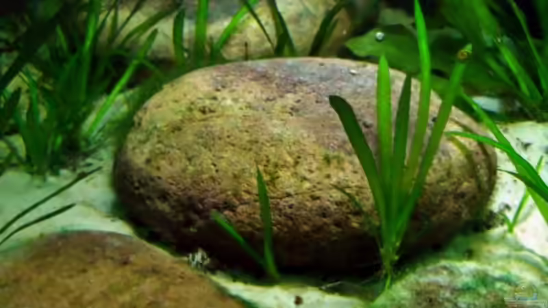 Saalach Steine von PH Neutral (19)