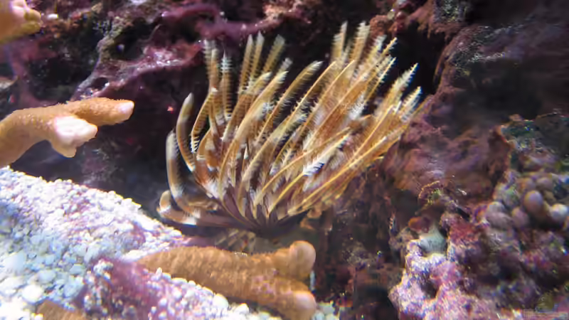 Sabellastarte magnifica - Röhrenwurm von MartinS (65)