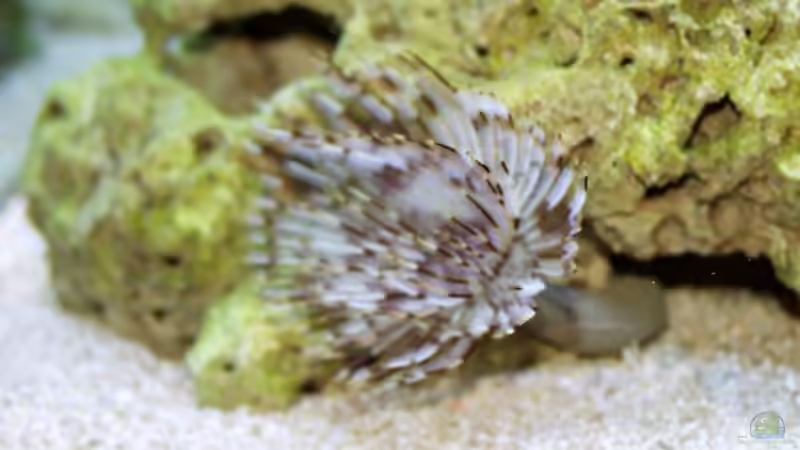 Sabellastarte magnifica von Uwe Zawadski (7)