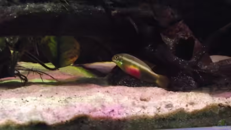 sacrimontis weibchen von Dr. Manhattan (44)