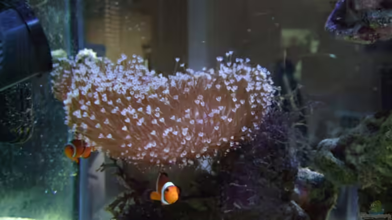 Sacrophyton Ehrenbergi- Mutterkoralle von Salzeritis (8)