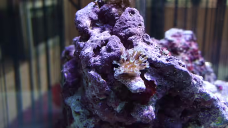 Sacrophyton Ehrenbergi-Ableger von Salzeritis (7)