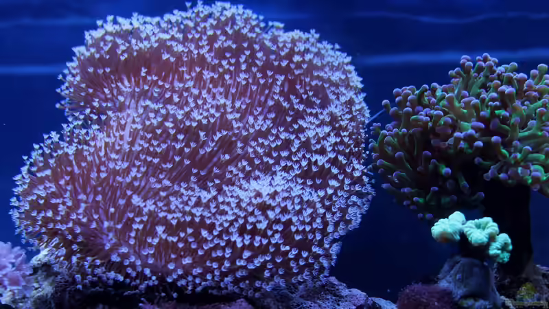 sacrophyton von die Perle... (21)