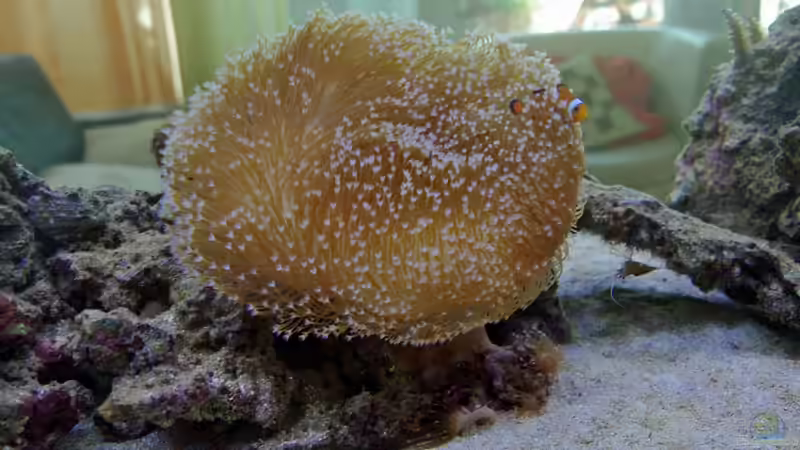 Sacrophyton von Dominik N. (42)