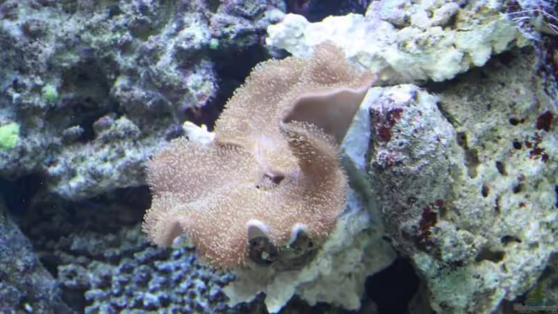 Sacrophyton von Thorsten John (34)