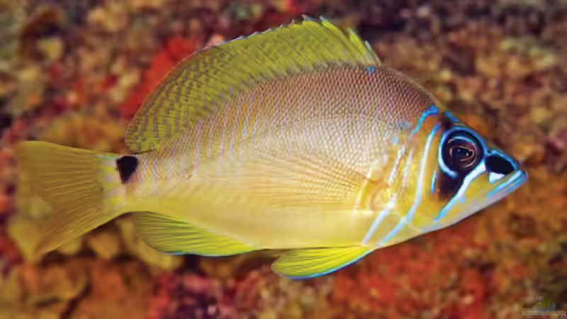 Sägebarsche - faszinierende Räuber im Meerwasseraquarium