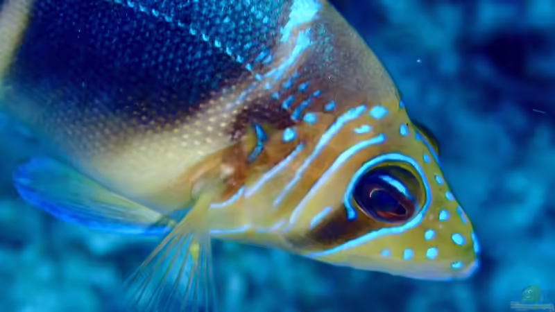 Sägebarsche - faszinierende Räuber im Meerwasseraquarium