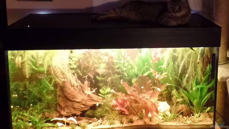 Säugetier von raubsau (21)