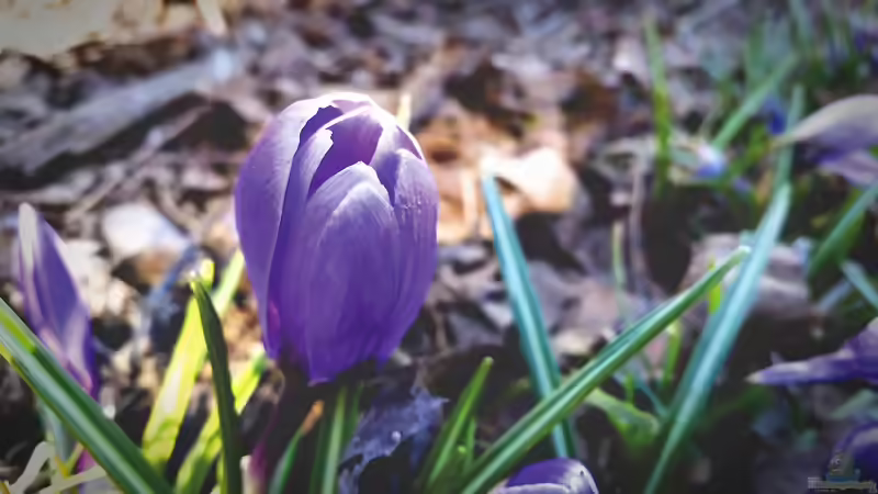 Safran selbst anbauen: Möglich und auch sinnvoll?