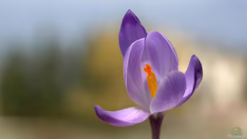 Safran selbst anbauen: Möglich und auch sinnvoll?