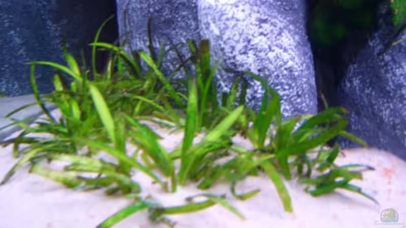 Sagittaria platyphylla im Aquarium (Einrichtungsbeispiele mit Breitblättriges Pfeilkraut)
