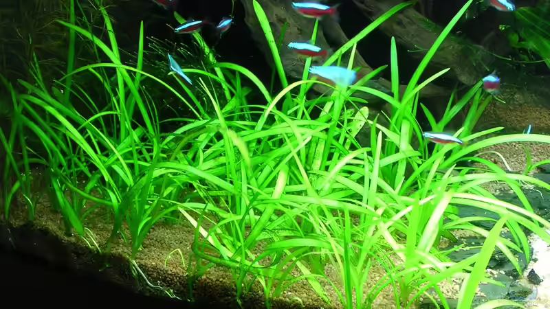 Sagittaria pusilla am 27.11.2011 von Christian Grunwald (35)