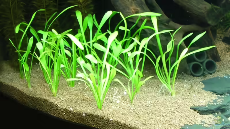 Sagittaria pusilla von Christian Grunwald (37)