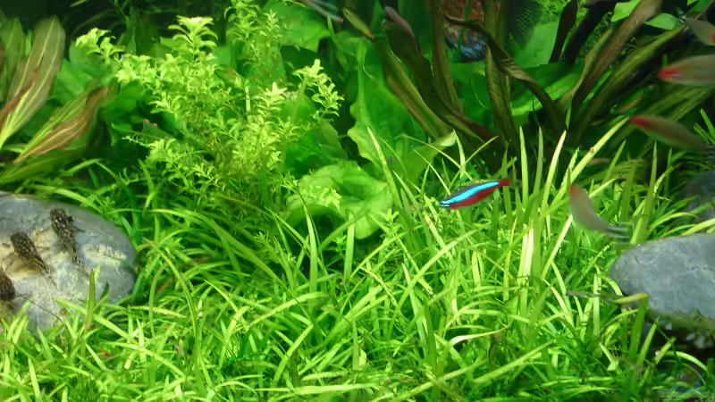 Sagittaria Rasen von Grünhexe (61)