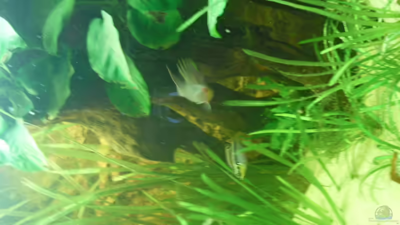 Sagittaria S. von simson (5)