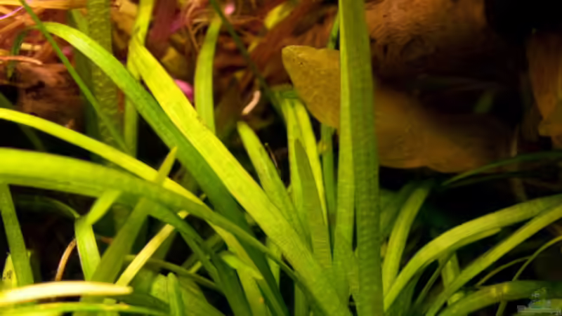 Sagittaria sabulata von Ralf64 (25)