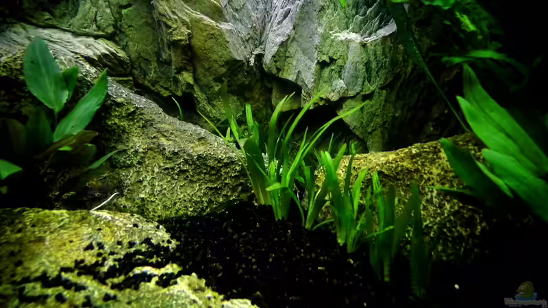 SAGITTARIA subalata (natans) Zwergpfeilkraut von snooze (18)