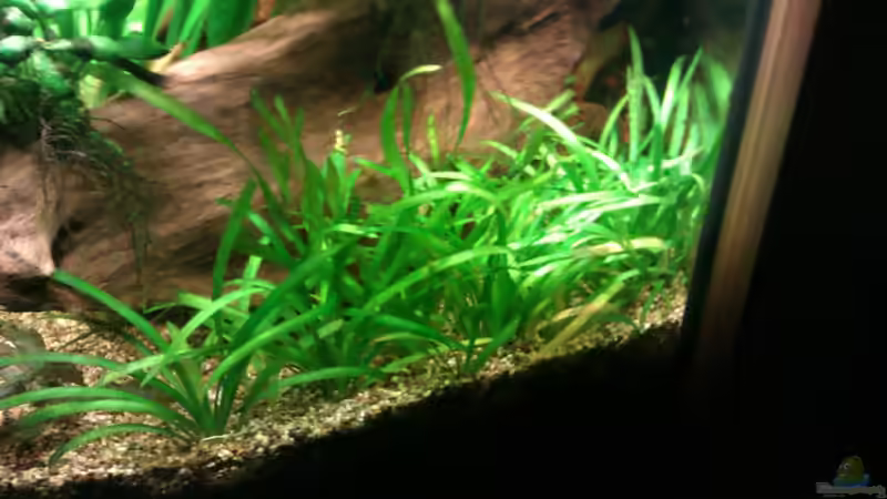 Sagittaria subulata // Pfeilkraut von Biffty (13)