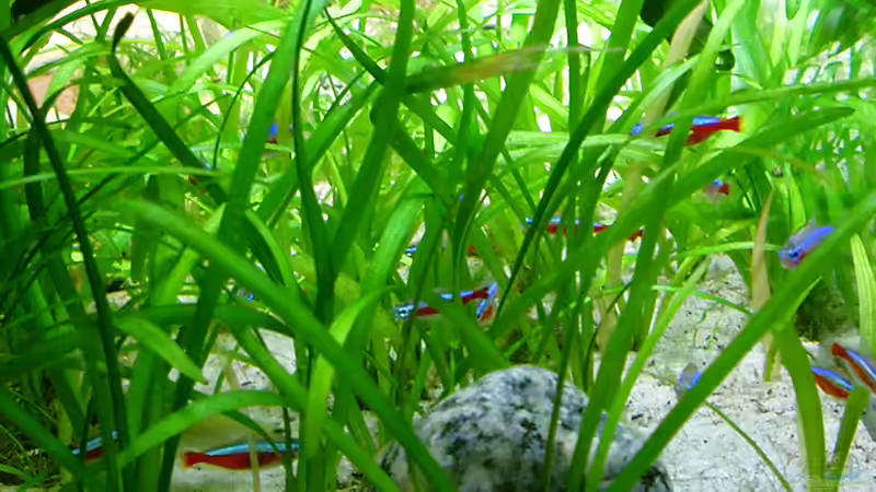 Sagittaria subulata - Pfeilkraut  von Piscis (13)