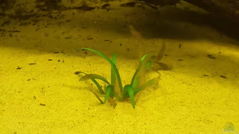 Sagittaria subulata 1 von Johannes L. (12)