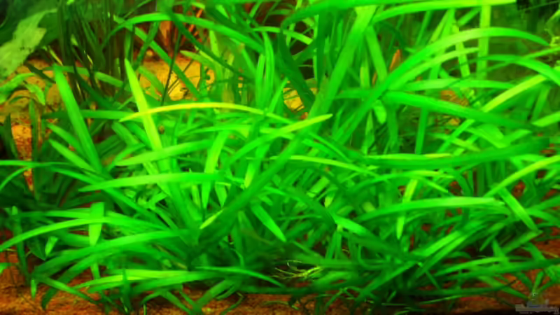 Sagittaria Subulata 22.01.10 von ~Marco~ (28)