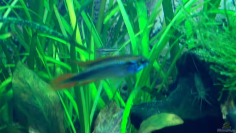 Aquarien mit Sagittaria subulata (Zwergpfeilkraut)