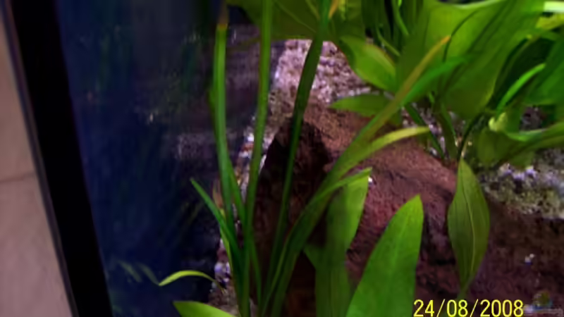 Sagittaria subulata f.pusilla von Thomas Schmidt (8)