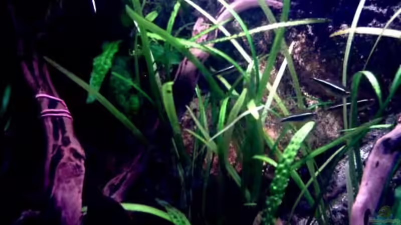 Sagittaria subulata f.pusilla von Thomas Schmidt (9)